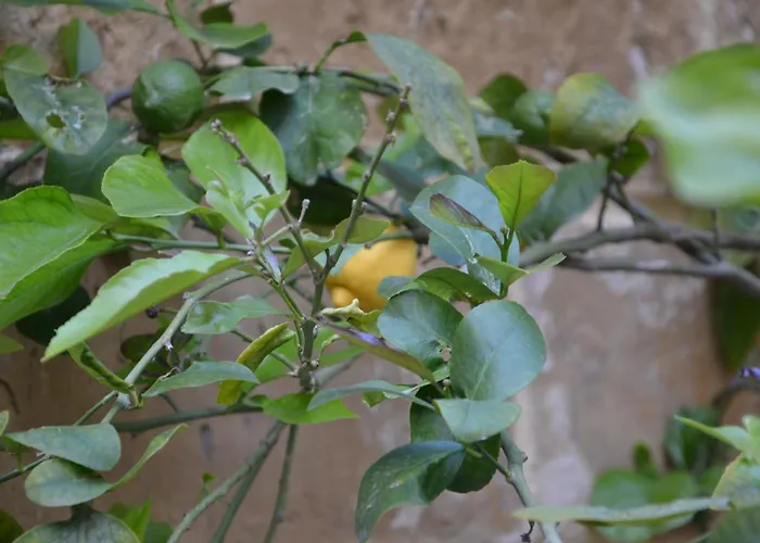 Dahlia - Modern Townhouse *